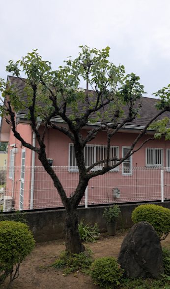 庭木の剪定後