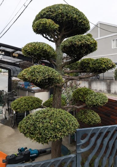 庭木の仕立て直し後